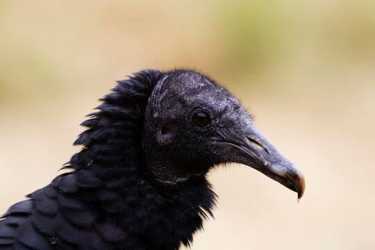 Urubu noir Coragyps atratus en portrait