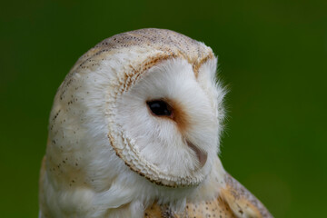 Chouette effraie Tyto alba en gros plan, en portrait