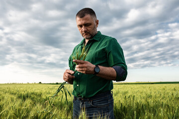 Farmer standing in wheat field examining crop.