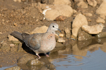Kruger National Park: Birds Laughing dove