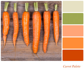 Carrot palette