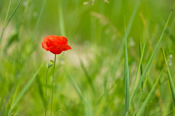 Obraz premium red poppy on a green background. big beautiful poppy flower on a blurred background, flower in the grass, green and red, floral design, nature close-up, bokeh. space for text