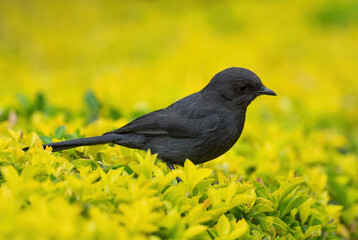 Northern Black-flycatcher - Melaenornis edolioides, beautiful all black passerine bird from African woodlands and forests, Awassa, Ethiopia.