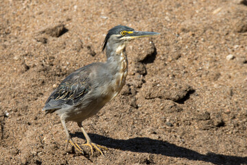 Kruger Park: Green-backed Heron