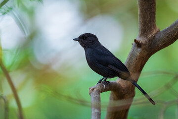 Northern Black-flycatcher - Melaenornis edolioides, beautiful all black passerine bird from African woodlands and forests, Awassa, Ethiopia.