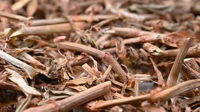 angle view herb BianXu or Polygoni Avicularis Herba or Common Knotgrass Herb rotating