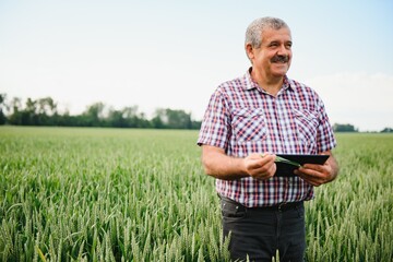 Senior farmer standing in wheat field holding tablet and examining crop during the day.