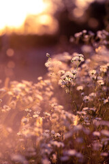 Autumn wild grass and white daisy flowers on a meadow in the rays of the golden hour sun. Seasonal romantic artistic vintage autumn field landscape wildlife background 