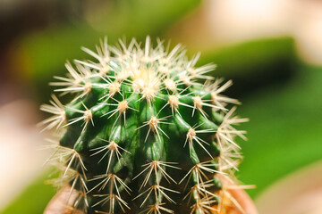 Close-up of the thorny part of the cactus.