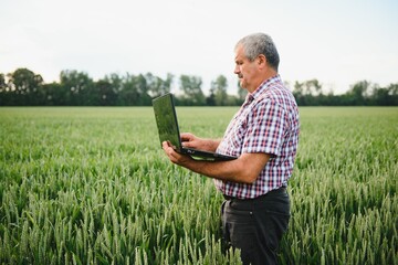 Senior farmer in filed examining young wheat corp and looking at laptop. - obrazy, fototapety, plakaty