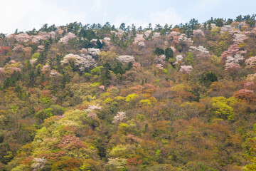 Sakura in full bloom on mountains near Hakone town, Kanagawa prefecture, Japan.