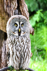 Close-up of Great gray owl (Strix Nebulosa) in Cabarceno park, Asturias