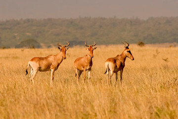 Naklejka na ściany i meble 3 Damalisque Damaliscus Korrigum Antilope Topi au Kenya