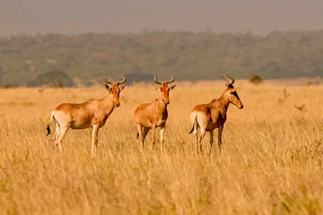 Paintings on glass Antelope 3 Damalisque Damaliscus Korrigum Antilope Topi au Kenya