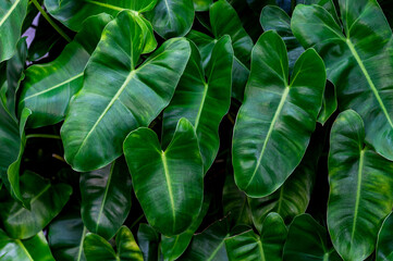 green leaves background