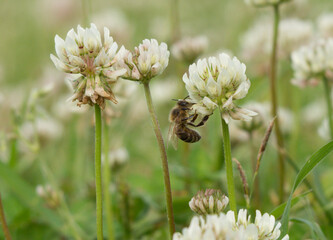 pszczoła zbierająca nektar na koniczynie