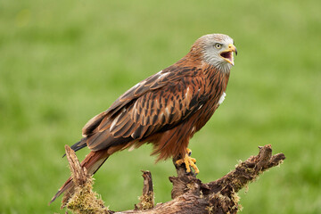 Red kite, bird of prey portrait. The bird is sitting on a stump, viewed from the side
