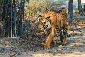Fototapeta na wymiar Tiger in the Wildlife in India