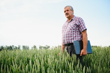Naklejka na ściany i meble Farmer with laptop Inspecting Wheat on the field