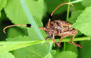 Longhorn beetle with pom poms
