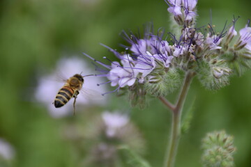 Eine Biene nähert sich der Blüte einer Blume zur Bestäubung. Symbol für die Gesundheit der Natur und Gegen das Verwenden von Giften wie Glyphosat.