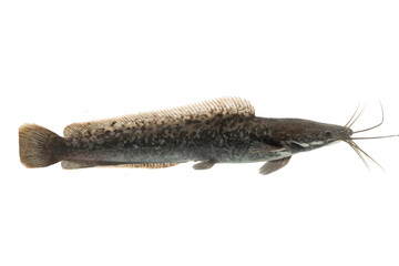 Channel catfish isolated on a white background.