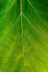 green leaf texture