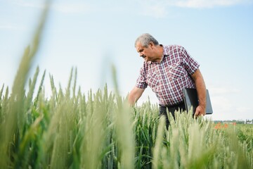Naklejka na ściany i meble Portrait of senior farmer standing in green wheat field.
