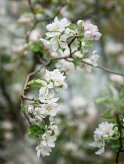 Fototapeta na wymiar Beautiful flowers on a branch of an apple tree