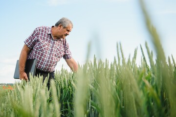 Naklejka na ściany i meble senior man inspecting wheat in wheat field