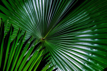 Obraz premium palm tree leaves