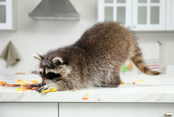 Cute mischievous raccoon playing with uncooked pasta on kitchen table © New Africa