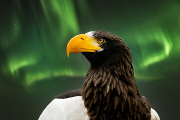 Close up of a Steller's sea eagle head. Yellow bill and eye, large nostrils. Green northern lights, polar light behind the bird of prey