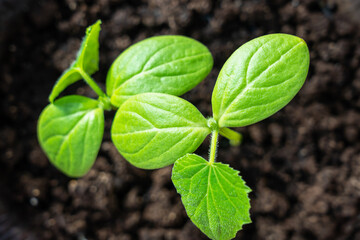 Green cucumber seedling in a garden bed in a greenhouse.