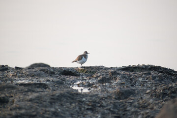 Sandpiper sitting on a marine rock with sea and horizon