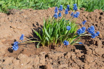 Muscári viper onion plant in a flower bed in a home garden