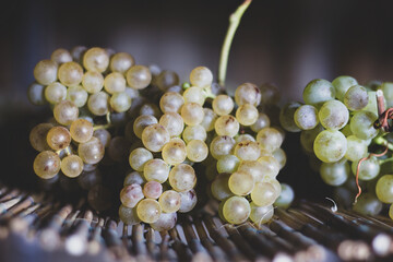 Drying Trebbiano grapes to make Vin Santo
