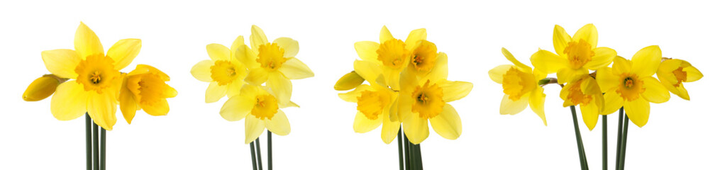 Fototapeta na wymiar Set with beautiful yellow daffodils on white background. Banner design