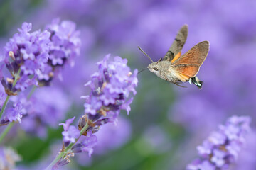 The hummingbird hawk-moth (Macroglossum stellatarum) is a species of hawk moth found across temperate regions of Eurasia. The species is named for its similarity to hummingbirds - obrazy, fototapety, plakaty