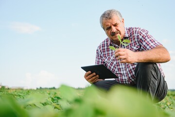 Farmer or agronomist examining green soybean plant in field
