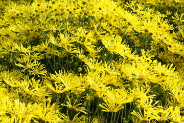Beautiful daisy as background picture. daisy wallpaper, daisies in autumn. Crimea, botanical garden