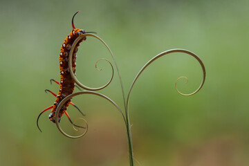 Beautiful Caterpillar on Leaf Edge