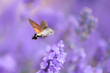 The hummingbird hawk-moth (Macroglossum stellatarum) is a species of hawk moth found across...