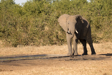 Kruger National Park: elephant
