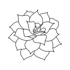 Succulent echeveria lilacina in doodle style. Vector illustration plant hand drawn. Black outline isolated element on white background. Sketch desert flower for print and design.