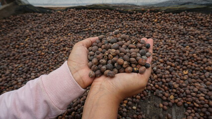 Arabica coffee is dried to produce quality coffee
