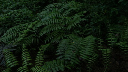 Ferns, wild plants in the garden

