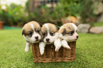 newborn puppies in the basket © Irina