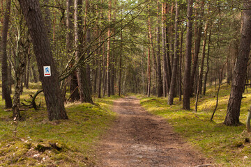 Fototapeta premium Trail in the forest on the Sobieszewo Island 