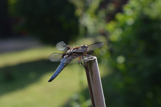 Junge m&auml;nnliche Plattbauch-Libelle (Libellula depressa) 